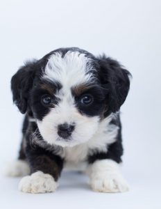 Puppy, not ROI. Is ROI the most abused term in marketing
